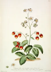 Morangueiro: Lança Oval, folhas rugosas e um fruto oval de "The British Herbal...