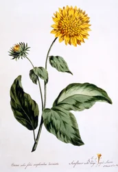Girassol com grandes folhas irregulares, ilustração de &39;The British Herbalist&39;, publicado em março de 1770