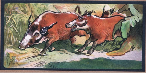 veado porco