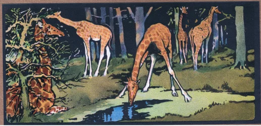 Girafa