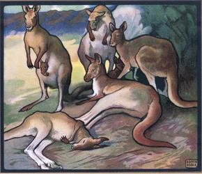 Cangurus