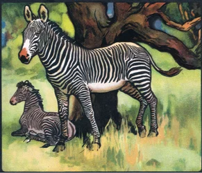 Zebras, ilustração de 