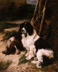 Spaniel castanho e branco e preto e branco
