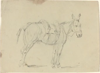 Burro esticando uma pata traseira
