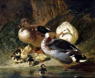 Patos e Patinhos