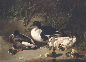 Patos e Patinhos junto a uma lagoa