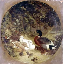 Patos e Patinhos na Paisagem de um Rio Amadeirado