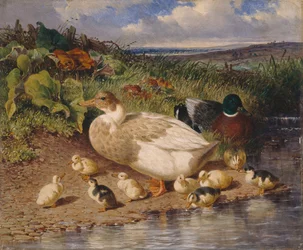 Patos à beira de um riacho