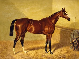 Orlando, um cavalo de corrida da baía em uma Loosebox, 1845