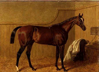 "Touchstone", um cavalo de corrida na baía, numa caixa solta.