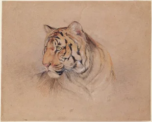 Tigre