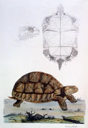 Testudo Sulcata, 1796 (gravura colorida à mão)