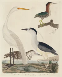 Green Heron, Night Heron, Young Heron, and Great White Heron, publicado em 1808-1814.