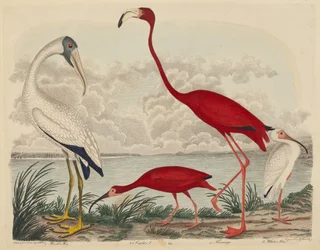 Wood Ibis, Scarlet Ibis, Flamingo, e White Ibis, publicado 1808-1814.