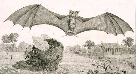 O Vampiro ou Espectro da Guiana