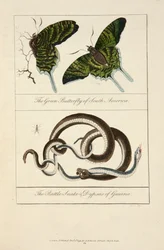 A borboleta verde da América do Sul e a cobra chocalho e dypsas da Guiana