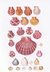 Vieiras britânicas, Nature in Britain publicado por Collins, 1946
