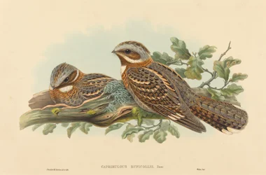 Caprimulgus Ruficollis. Criadores: John Gould, Henry Constantine Richter.