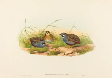 Excalftoria minima Codorna-de-peito-azul. Criadores: John Gould, Henry Constantine Richter.