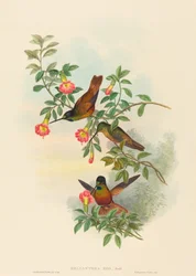 Helianthea eos Golden Star-frontlet. Os criadores: John Gould, Henry Constantine Richter.
