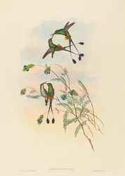 Spathura peruana, beija-flor-cauda-de-raquete peruano. Criadores: John Gould, Henry Constantine Richter.