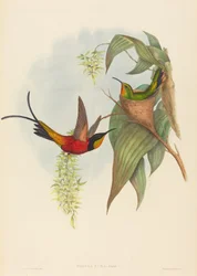 Topaza pyra Topázio da Fada Topázio. Criadores: John Gould, Henry Constantine Richter.