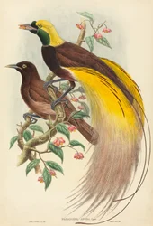 Bird of Paradise Paradisea apoda, publicado em 1875-1888. Criadores: John Gould, William Matthew Hart.