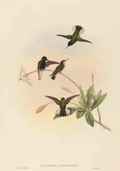 Callipharus nigriventris, beija-flor-de-ventre-preto