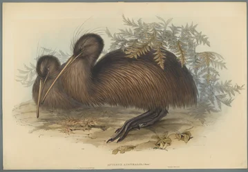 Apteryx Australis (cor litho em papel de capa)