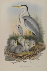 Ardea Cinerea - Garça