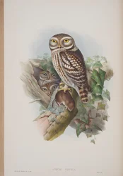 Athene Noctua, prato de The Birds of Great Britain, de John Gould, publicado em 1862-73 (litografia colorida à mão)