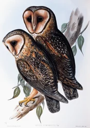 Coruja Mascarada Australiana (Strix personata), litografia de Birds of Australia