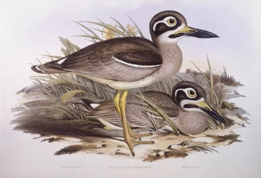 Joelho-espesso da praia (Esacus magnirostris ou Burhinus giganteus), Gravura de John Gould