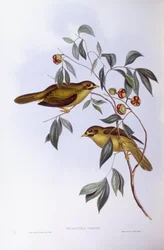Mineiro de sinos (Manorina melanophrys), Gravura de John Gould