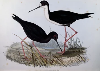 Black Stilt (Himantopus novaezelandiae), gravura de Birds of Australia