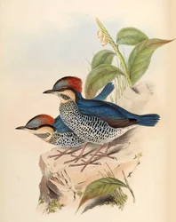 Pitta azul Pitta cyanea Blyth
