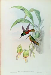 O colibri de Star Fronted de Bonaparte (litho colorido)