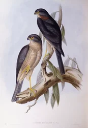 Ursa castanha (Cinclus pallasii), Gravura de John Gould