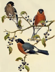 Touro (Pyrrhula pyrrhula), gravura de John Gould (1804-1881). Reino Unido