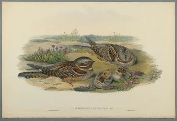 Caprimulgus Europaeus (lito de cor em papel tufado)