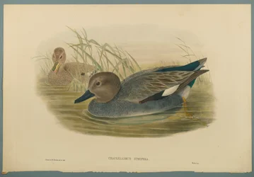Chaulelasmus Strepera: Gadwell Ducks (litografia a cores em papel de palha)