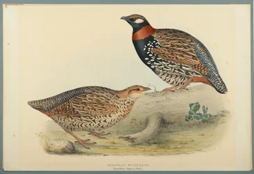 Francolinus Vulgaris (Briss): Francolin Europeu (cor litho em papel de palha)