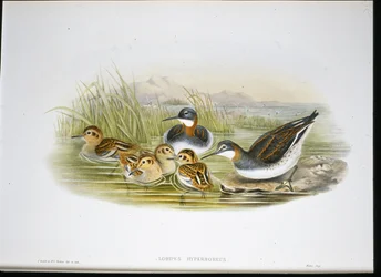 Íbis brilhante (Falcinellus Igneus) (Litho colorido à mão)