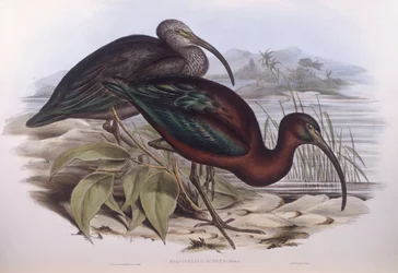 ibis brilhante (Plegadis falcinellus), Gravação de John Gould