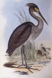 Garça-de-bico-grande (Ardea sumatrana), Gravura de John Gould
