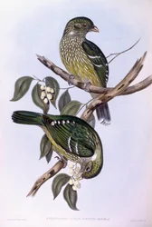 Pássaro gato verde (Ailuroedus crassirostris), Gravura de John Gould