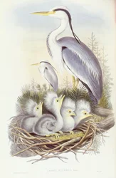 Garça cinzenta (Ardea cinerea), Gravura de John Gould