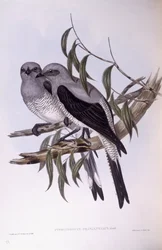 Cuckooshrike terrestre (Coracina maxima), Gravura de John Gould