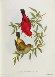 Haematospiza Sipahi, ilustração de «Aves da Ásia», vol. I, partes I-VI, por John Gould, 1850-54