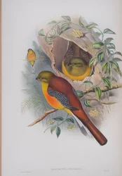 Harpactes Oreskios, prato de The Birds of Great Britain por John Gould, publicado em 1862-73 (litografia colorida à mão)